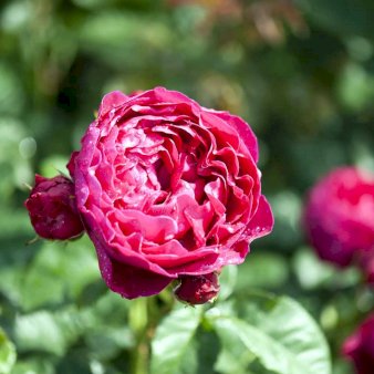 'Ascot'® A-Kvalitet,- barrods roser min. 3 grene