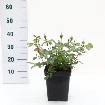 'Chippendale'® 5 Liter potte