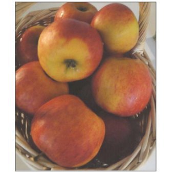 Æble 'Pirouette-Rubinstep' Dværgtræ, 3-5 grene, 6,7 liter potte, 80-100 cm.