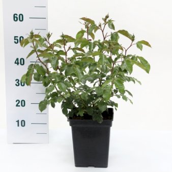 5 stk. 'Marie Curie'
