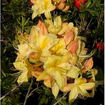 'Golden Sunset' Potte 5,0 liter,- 40-50 cm.