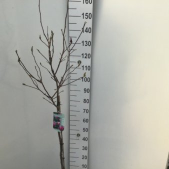 Magnolia liliiflora 'Susan' Opstammet 80 cm. 7,5 liter potte
