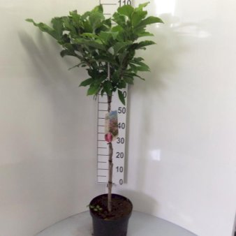 Magnolia liliiflora 'Susan' Opstammet 60 cm. 7,5 liter potte