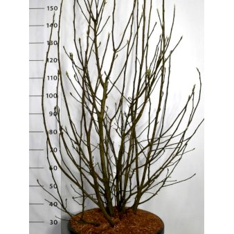 Magnolia liliiflora 'Susan' Potte 45 liter,- 125-150 cm.