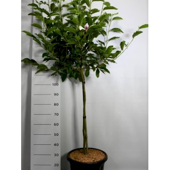 Almindelig Magnolia Opstammet 80 cm. 20 liter potte