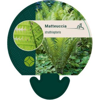 Kurvebregne / strudsvinge (Matteuccia struthiopteris)