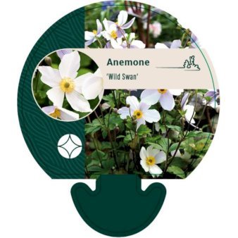 Anemone 'Wild Swan'