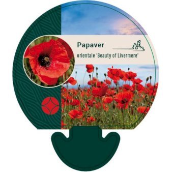 Kæmpevalmue 'Beauty of Livermere'