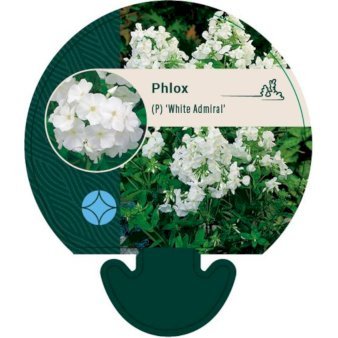 Pudefloks 'White Admiral'