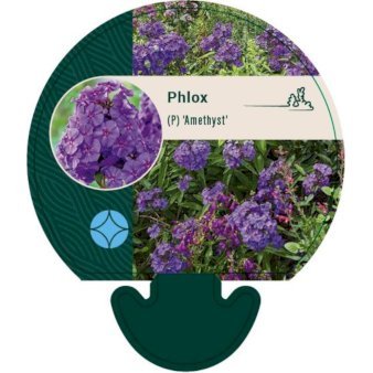 Høstfloks 'Amethyst'