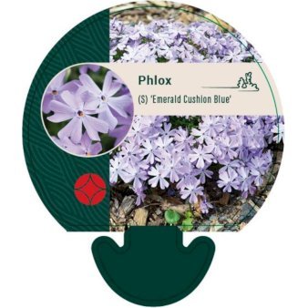 Lyngfloks 'Emerald Cushion Blue'