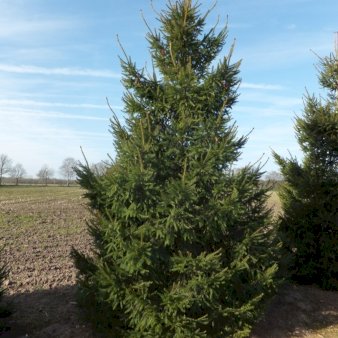Rødgran med klump,- 60-80 cm.