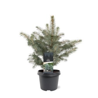 Blågran 'Glauca' 3 Liter potte