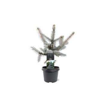 Blågran 'Hoopsii' 3 Liter potte