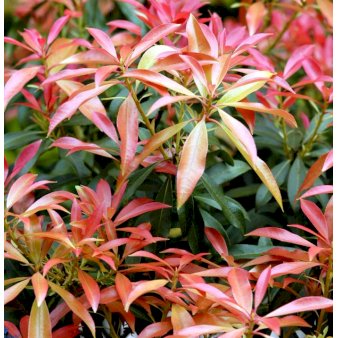 10 stk. Pieris japonica Forest Flame Potte 2 liter