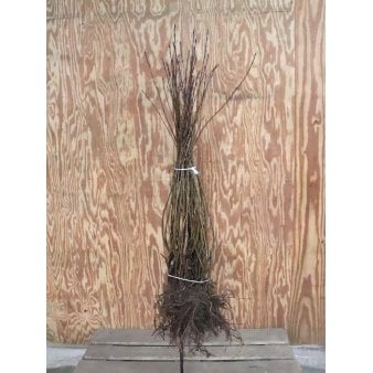 Storfrugtet Surbær Barrods,- 3 års (1/2) 50-80 cm.