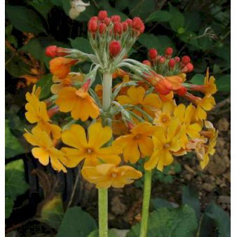 Etageprimula