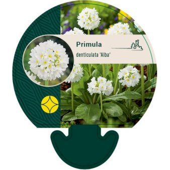 Kugleprimula d. 'Alba'