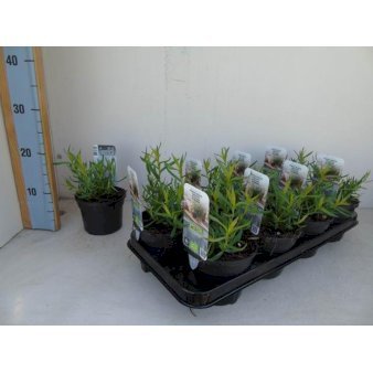 Fransk estragon 1 liter potte