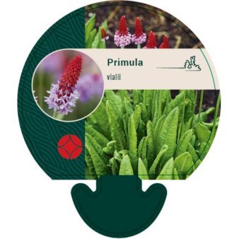 Hyacintprimula