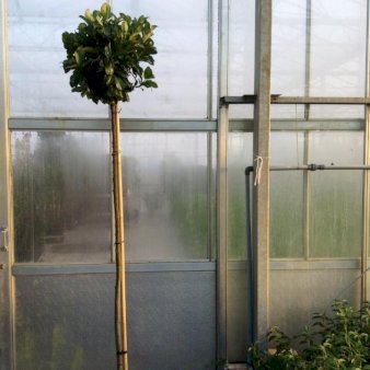 Kirsebærlaurbær 'Etna' Opstammet 180 cm. 12 liter potte