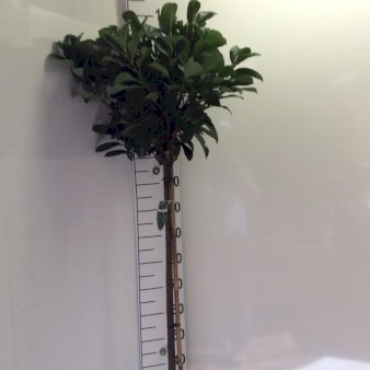 Kirsebærlaurbær 'Etna' Opstammet 120 cm. 10 liter potte