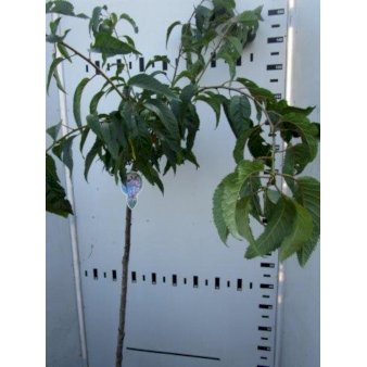 Hængende Japansk Kirsebær 'Kiku-Shidare-Sakura' Opstammet 120 cm. 7,5 liter potte