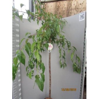 Hængende Japansk Kirsebær 'Kiku-Shidare-Sakura' Opstammet 120 cm. 10 liter potte