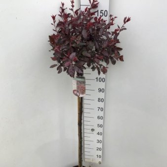 Dværgblodblomme Opstammet 110 cm. 7,5 liter potte