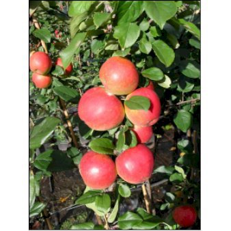 Æble 'Ahrista' 4-8 grene. 120-160 cm. Potte, (M7)