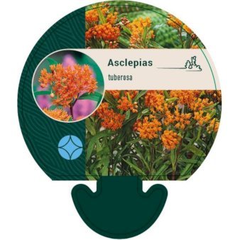 Orange-Silkeplante