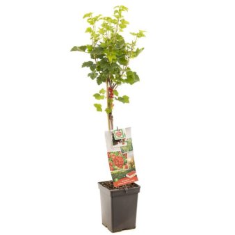 Ribs 'Jonkheer van Tets' 3,5 liter potte