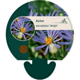 Storbladet Asters 'Twilight' 0,8 liter potte