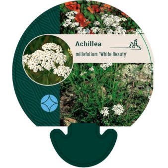 Røllike 'White Beauty' 0,8 liter potte