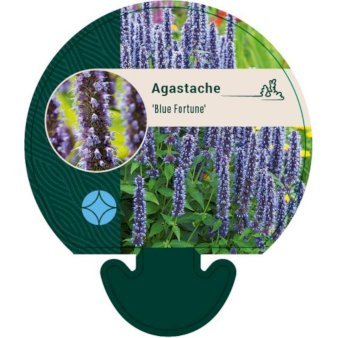 Anis Isop 'Blue Fortune'