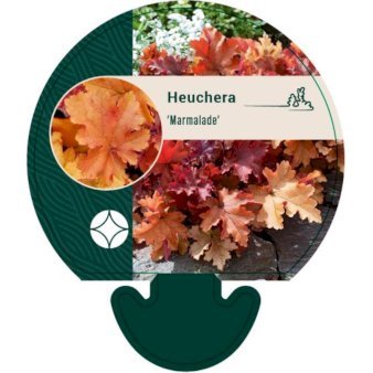 Alunrod 'Marmalade'Â®