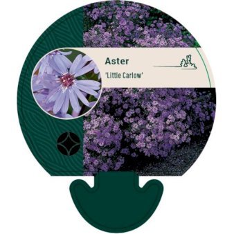 Hjertebladet Asters 'Little Carlow'