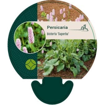 Slangeurt 'Superba'