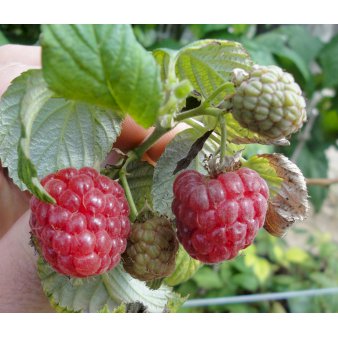 Sommer Hindbær 'Mormors Hindbær' 3,5 liter potte