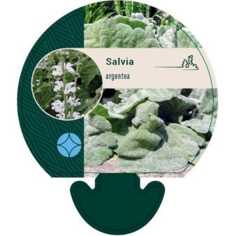 Sølv-Salvie 'Artemis'