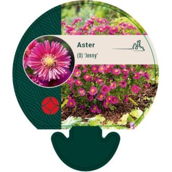 Pudeasters 'Jenny'