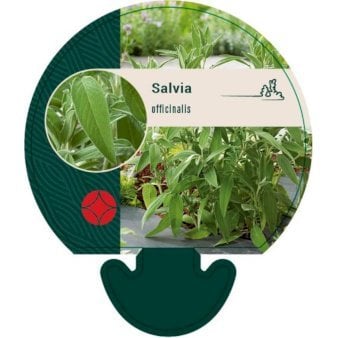 Salvie 0,8 liter potte