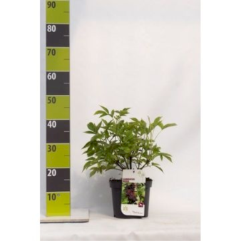 Almindelig Hyld 3 Liter potte