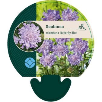 Due-Skabiosa 'Butterfly Blue'