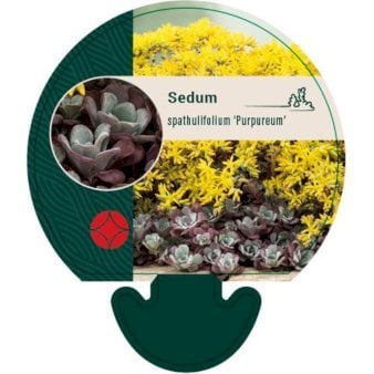 Pudret Stenurt 'Purpureum'
