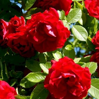 Slyngrose 'Flammentanz'