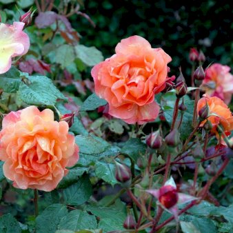 'Westerland'®