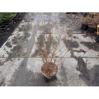 Solbær 'Titania' Potte 12 liter,- 100-125 cm.