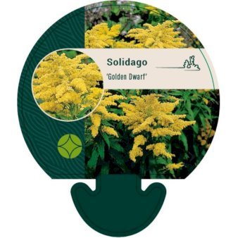 Dværg Gyldenris 'Golden Dwarf'