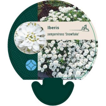 Snepude 'Snowflake' 0,8 liter potte